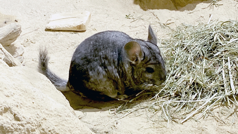 チンチラのウンチとおしっこの臭い解消法