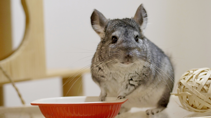 チンチラの臭い対策