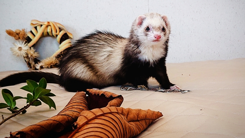 フェレット臭い対策で気を付けること